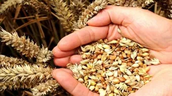 طريقة قهوة الشعير للتنحيف