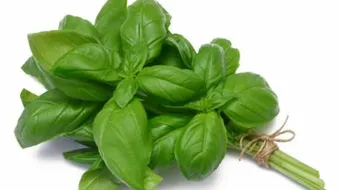 أضرار الحبق