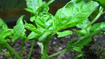 فوائد عشبة الريحان