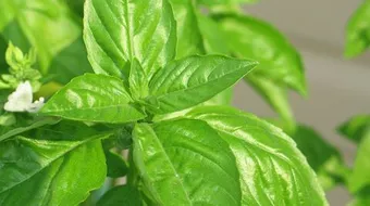 فوائد نبات الريحان