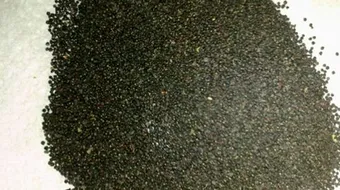 فوائد بذور الريحان