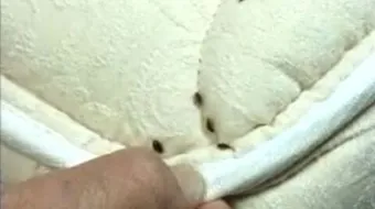 بق الفراش والتخلص منه