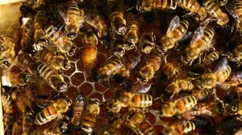 تربية ملكات النحل