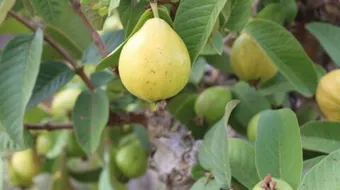 فوائد ومضار أوراق الجوافة