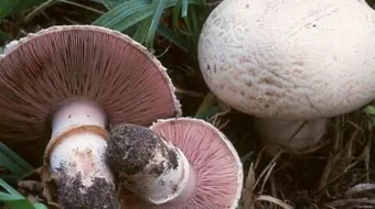 فوائد ومضار الفطر الهندي