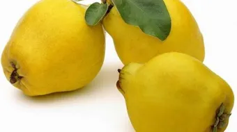 فوائد ومضار السفرجل