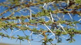 فوائد نبات القرض