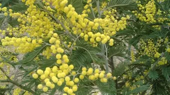 فوائد عسل زهرة الأكاسيا