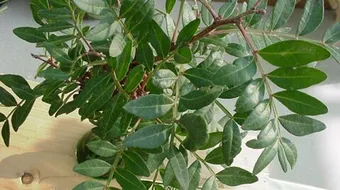 فوائد زيت الضرو للبشرة