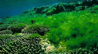 فوائد الطحالب