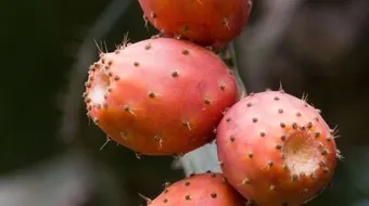 فوائد نبات الصبر