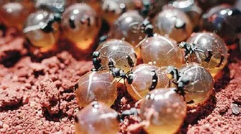 فوائد بيض النمل