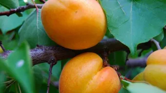 فوائد نواة المشمش