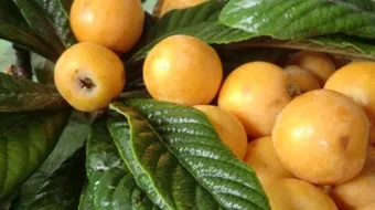 فوائد فاكهة المزاح