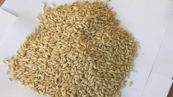 فوائد نخالة الشعير للبشرة