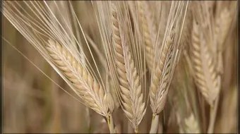 فوائد دقيق الشعير للوجه