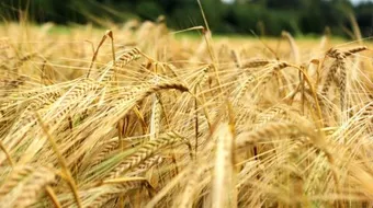 فوائد الشعير للرجيم