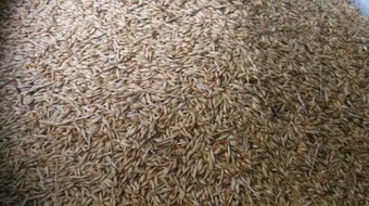 فوائد ماء الشعير للكلى