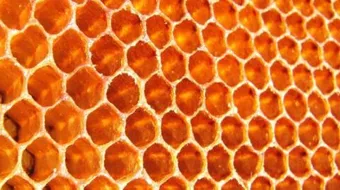 فوائد شمع النحل للشعر