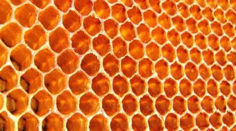 فوائد شمع العسل للشعر