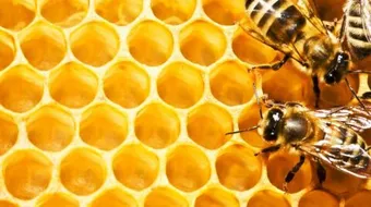 فوائد شمع العسل مع زيت الزيتون