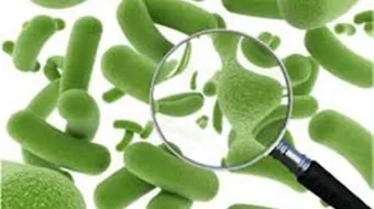 فوائد البكتيريا النافعة