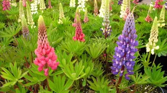 فوائد عشبة الترمس المر