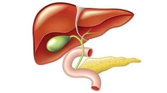 فوائد المرارة في جسم الإنسان