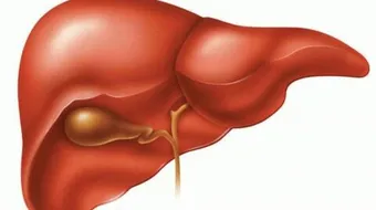 فوائد المرارة