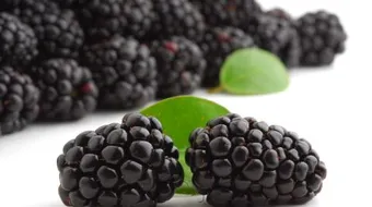 فوائد التوت الأسود