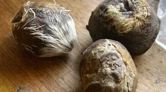 فوائد مسك الغزال الأسود