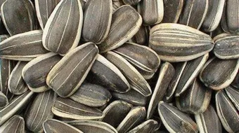 فوائد الفصفص الأسود