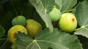 فوائد مغلي ورق التين للتنحيف