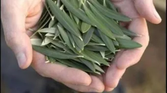 فوائد ورق الزيتون المغلي