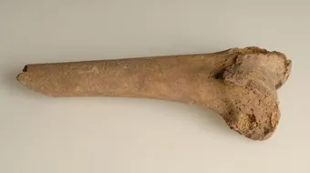 فوائد نخاع العظم للشعر