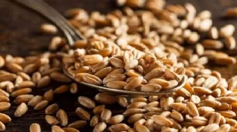 فوائد القمح الأسمر