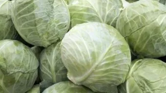 فوائد الملفوف للحامل