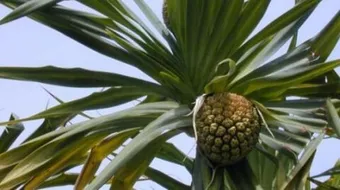 فوائد ماء الكادي للشرب