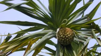 فوائد ماء الكادي