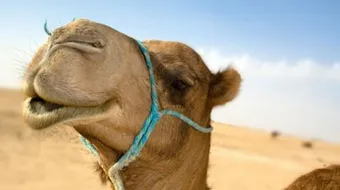 فوائد شحم الجمل للحساسية