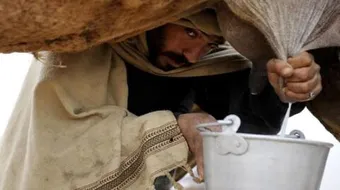 فوائد لبن الجمل