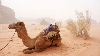 فوائد حليب الناقة للبشرة