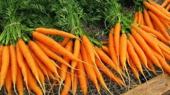 فوائد أوراق الجزر