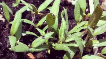 فوائد زريعة الجزر للحمل