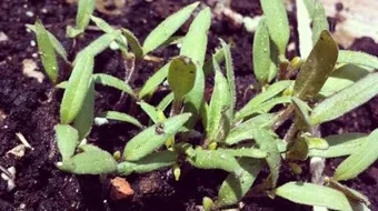 فوائد بذور الجزر