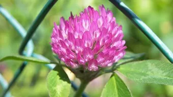 فوائد عسل زهرة البرسيم