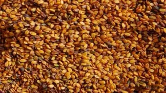 فوائد حبوب الرشاد