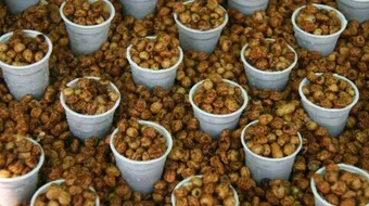 فوائد حب العزيز