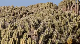 فوائد الدغموس وطريقة استعماله