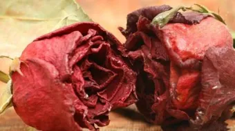 فوائد الورد المجفف